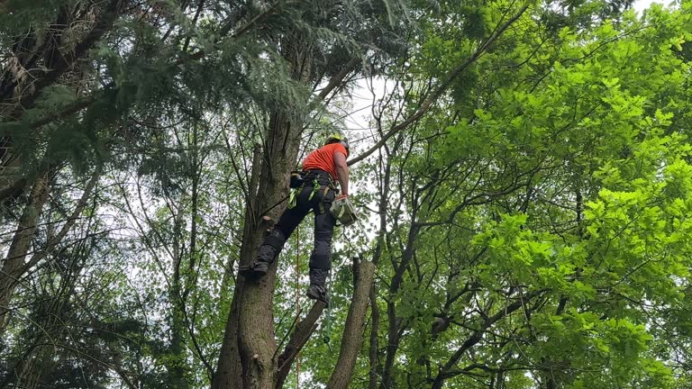 Algonac, MI Tree Removal and Landscaping Services Company